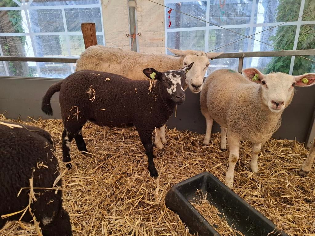 Ooilammeren te koop, Dieren en Toebehoren, Meerdere dieren, Schaap, 0 tot 2 jaar