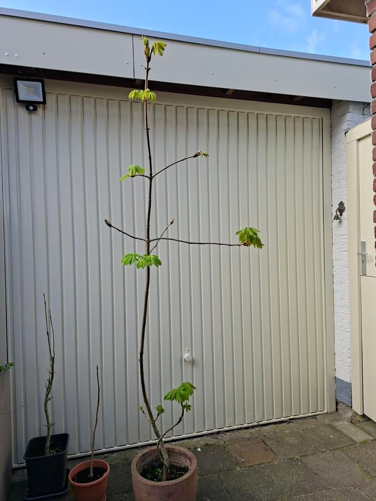 Kastanje boom, Ophalen