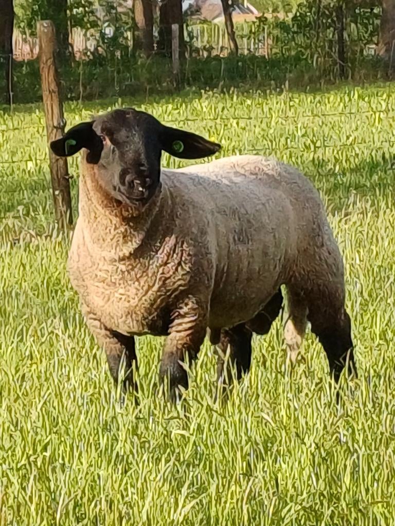 Stamboek Suffolk ooi- en ramlammeren, Dieren en Toebehoren, Schapen, Geiten en Varkens, Meerdere dieren, Schaap, 0 tot 2 jaar