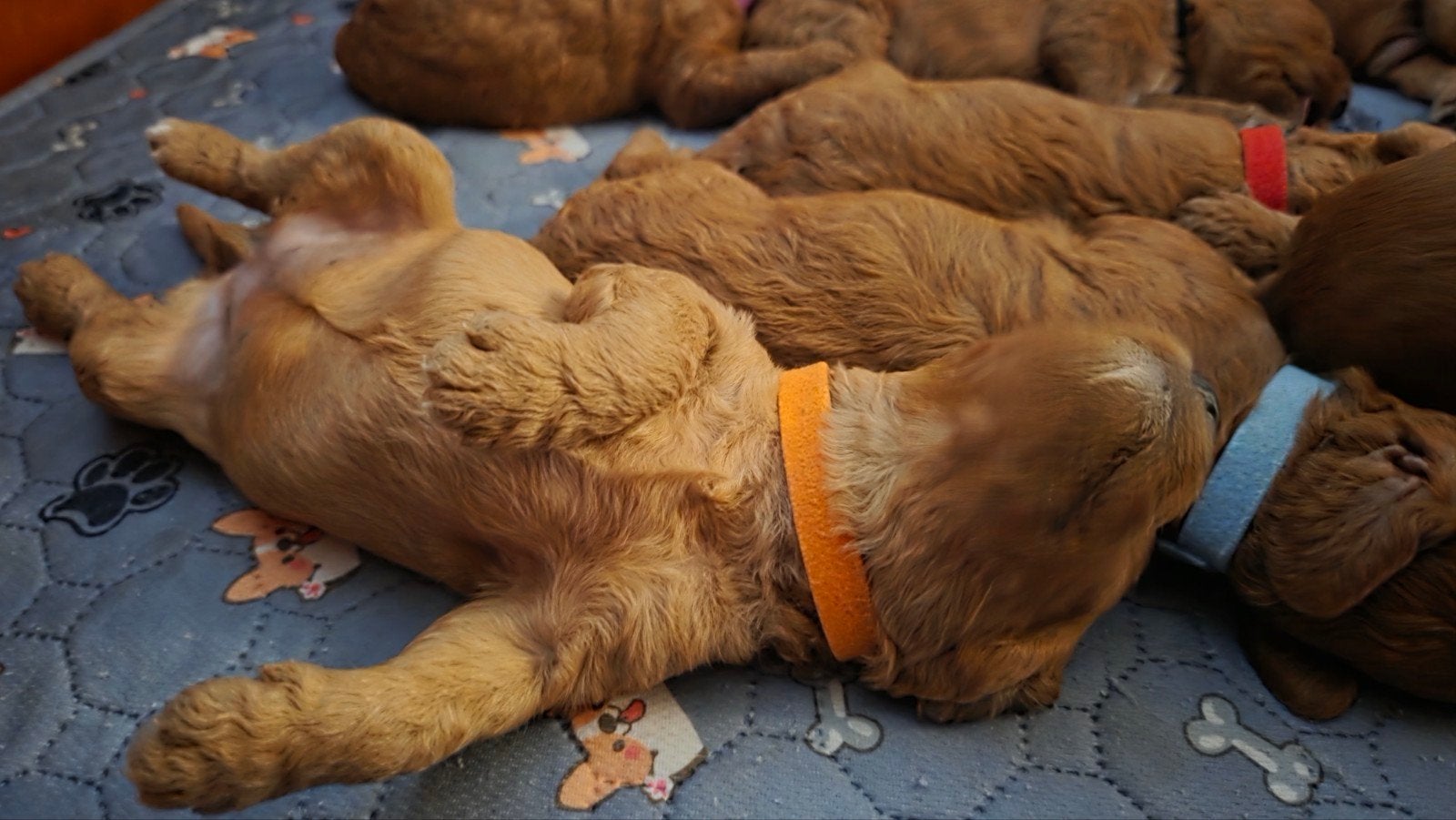 Mini Australian Labradoodle puppy's huiselijk opgegroeid, Dieren en Toebehoren, 8 tot 15 weken, Parvo, Meerdere, Meerdere dieren