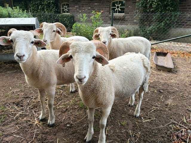 Wiltshire Horn lammeren, Meerdere dieren, Schaap, 0 tot 2 jaar