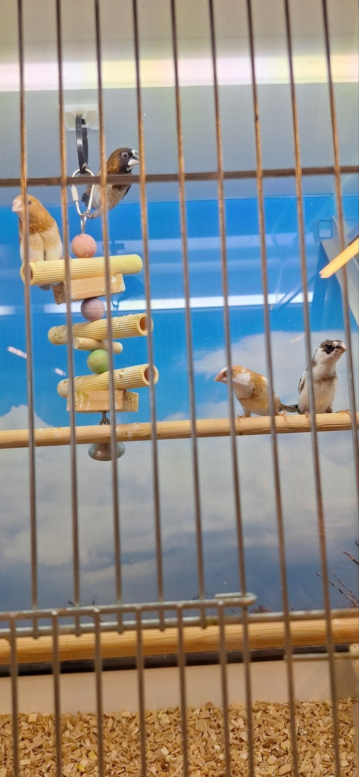 mooie japanse meeuwen, Geslacht onbekend, Tropenvogel