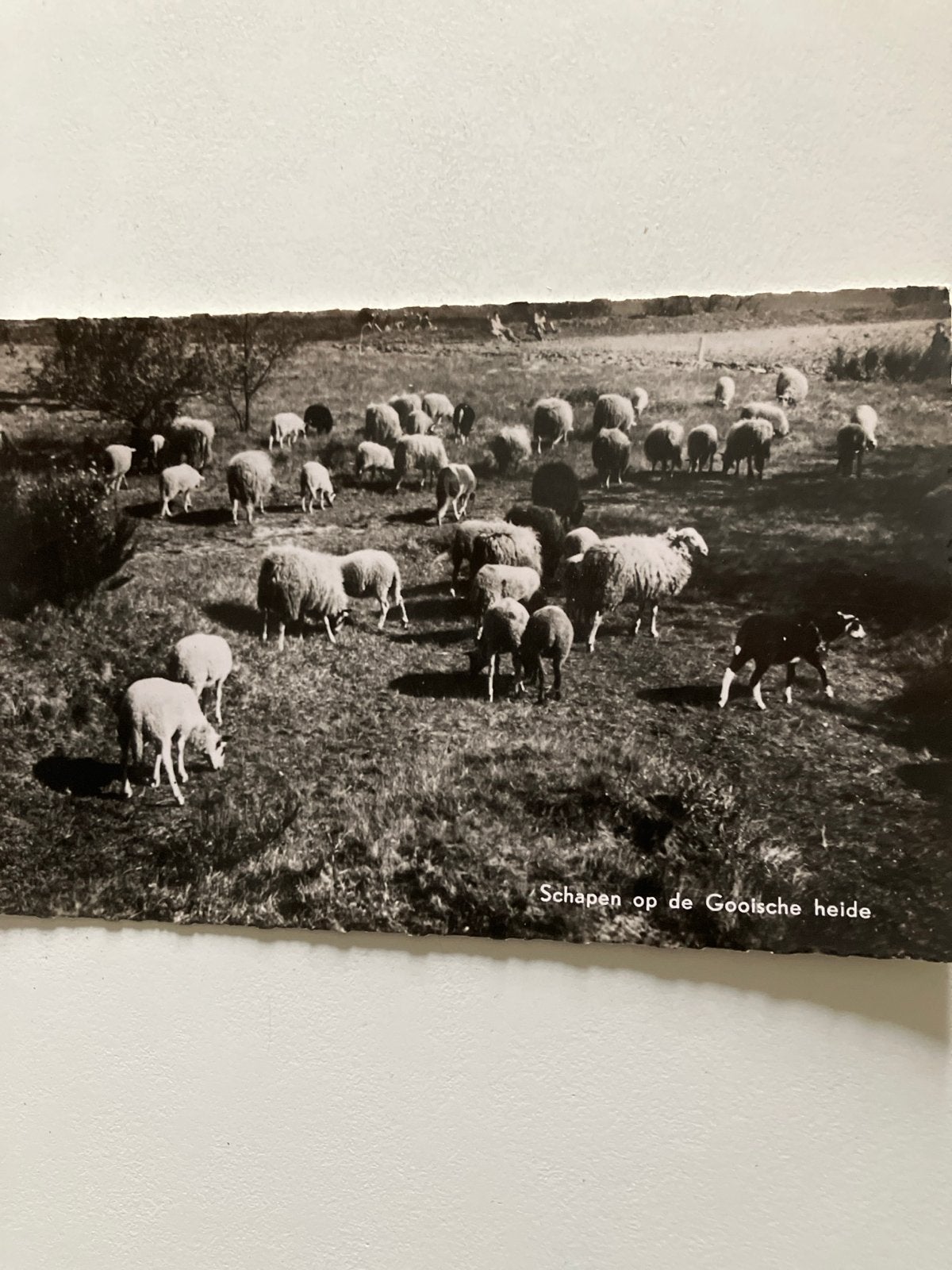 Oude foto: Schapen op de Gooische heide (Baarn), Verzamelen, Ophalen of Verzenden, 1920 tot 1940, Ongelopen, Utrecht