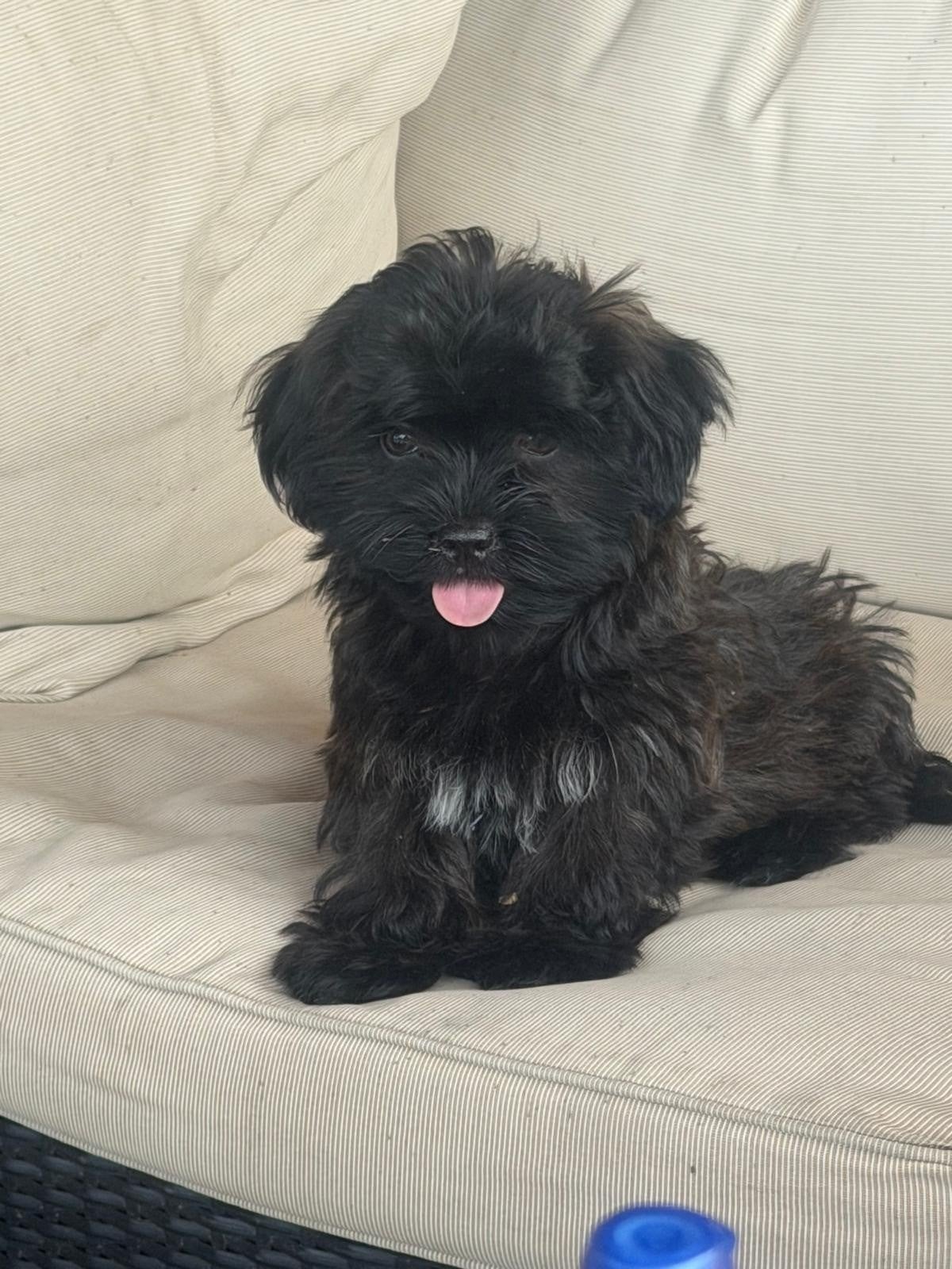 nog 1 boomer pup, Dieren en Toebehoren, Parvo, Overige rassen, 8 tot 15 weken, Teef