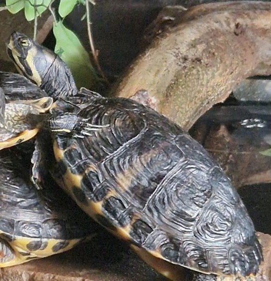 opvang schildpad winterperiode gezocht, Dieren en Toebehoren, Schildpad, 0 tot 2 jaar