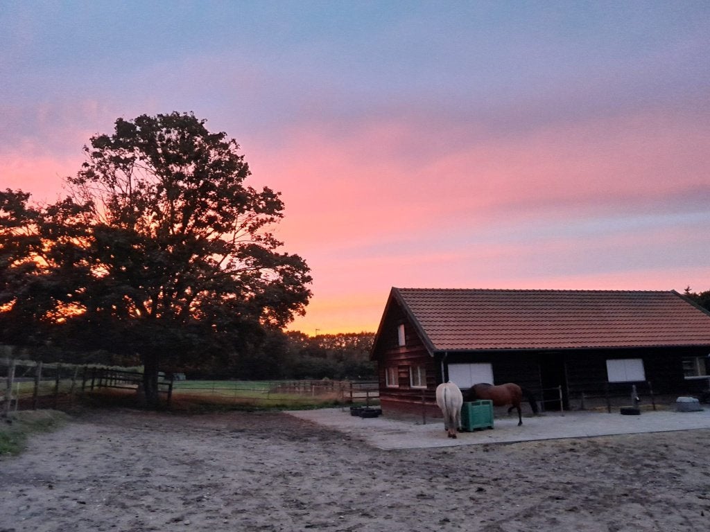 24/7 buiten + kudde + onbeperkt hooi | Rhenen, Dieren en Toebehoren, Stalling, 1 paard of pony