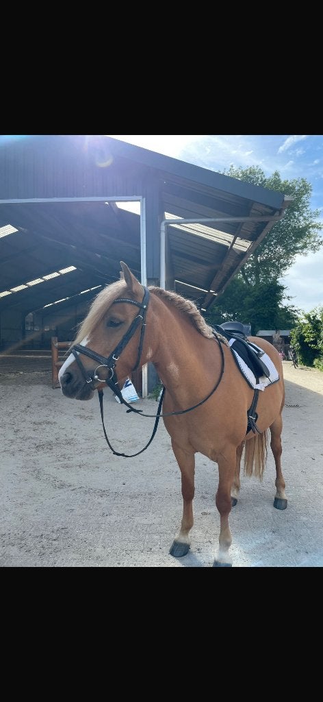 Knappe 5 jarige merrie pony 1.45, B, 3 tot 6 jaar, Recreatiepony, D pony (1.37m tot 1.48m)