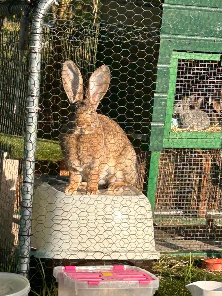 Vlaamse reuzen, Dieren en Toebehoren, Meerdere dieren, Groot