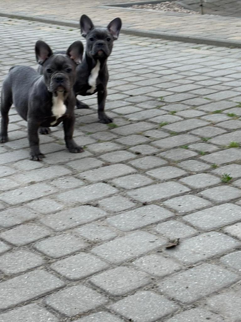 Franse bulldog pups blauw reu en teef, Dieren en Toebehoren, Honden | Bulldogs, Pinschers en Molossers, Particulier, 15 weken tot 1 jaar