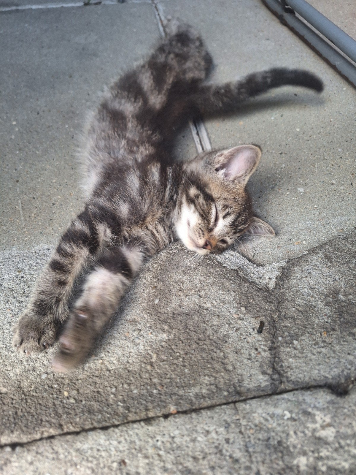 liefe kitten, Dieren en Toebehoren, Poes, Kortharig, 0 tot 2 jaar