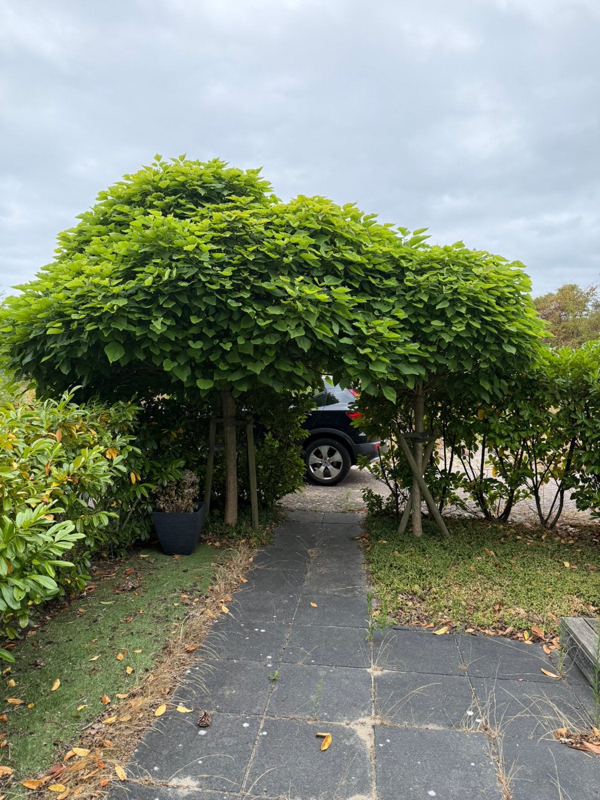 2 catalpa bomen, Overige soorten, 100 tot 250 cm, Zomer, Ophalen