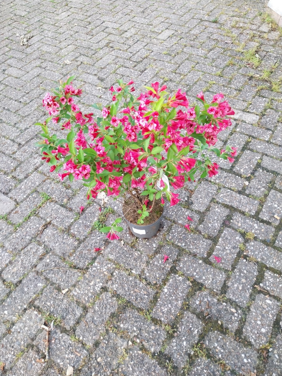 Weigela 'Bristol Ruby' - Prachtige Bloeiende Heester, Volle zon, Vaste plant, Zomer, Ophalen