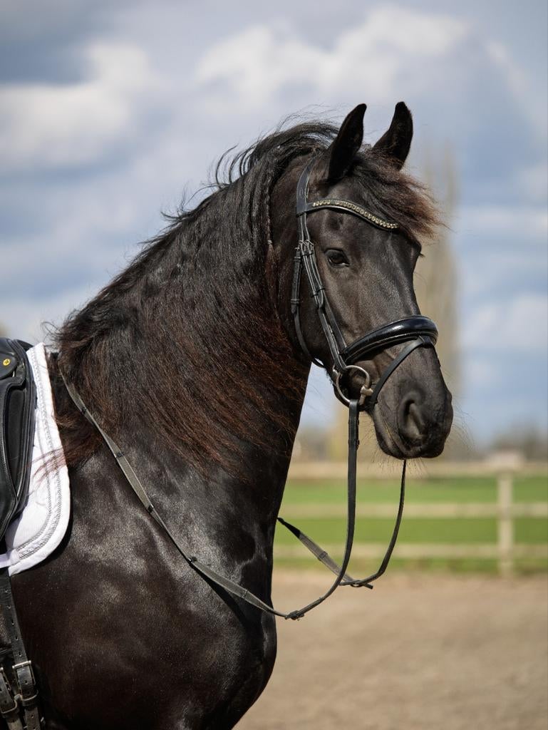 Superknappe en lieve stermerrie v Tsjalle 454, Dieren en Toebehoren, Merrie, Met stamboom, Dressuurpaard, 3 tot 6 jaar