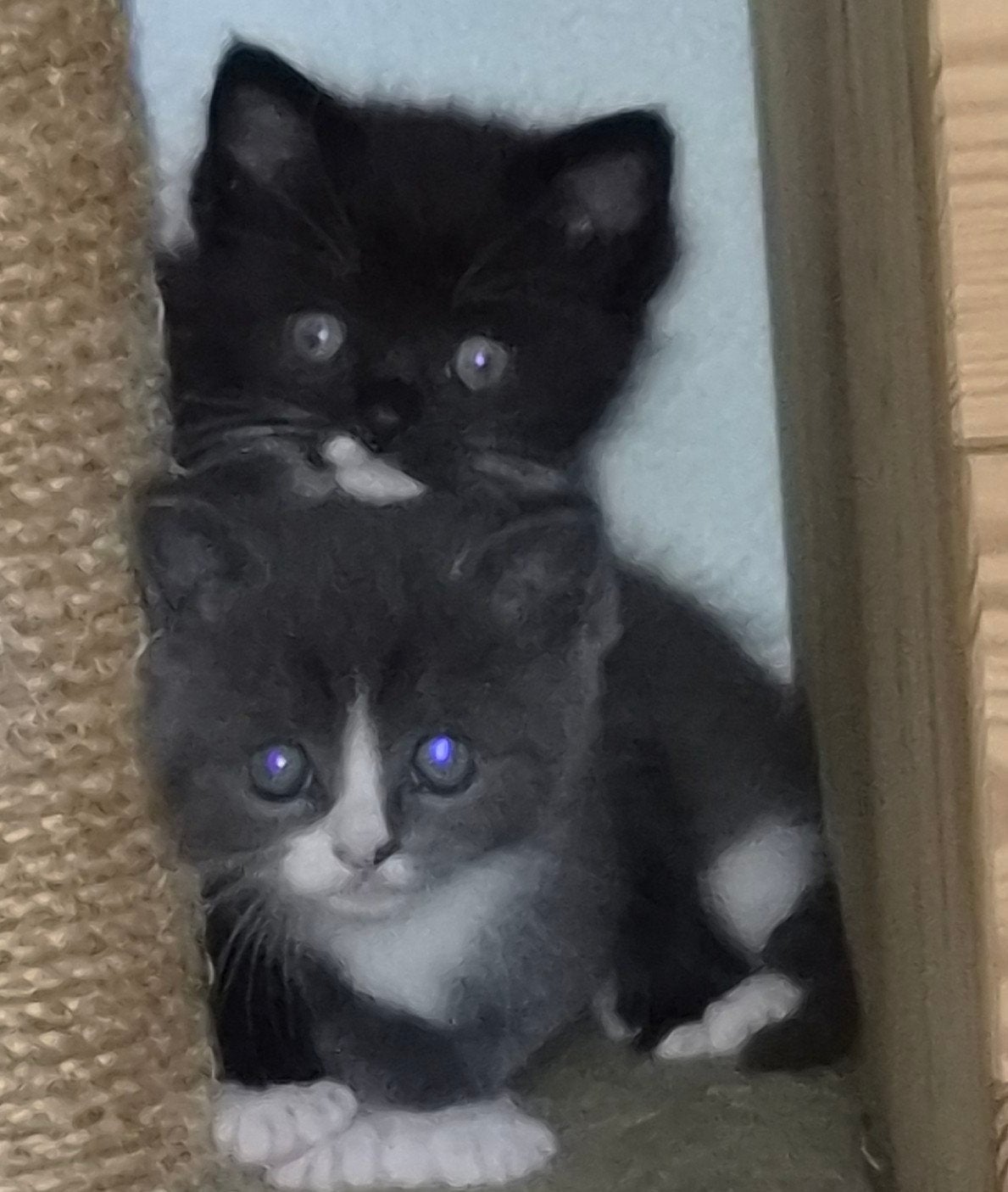 ragdoll kittens.12sept mogen ze verhuizen, Meerdere dieren, Ontwormd, 0 tot 2 jaar
