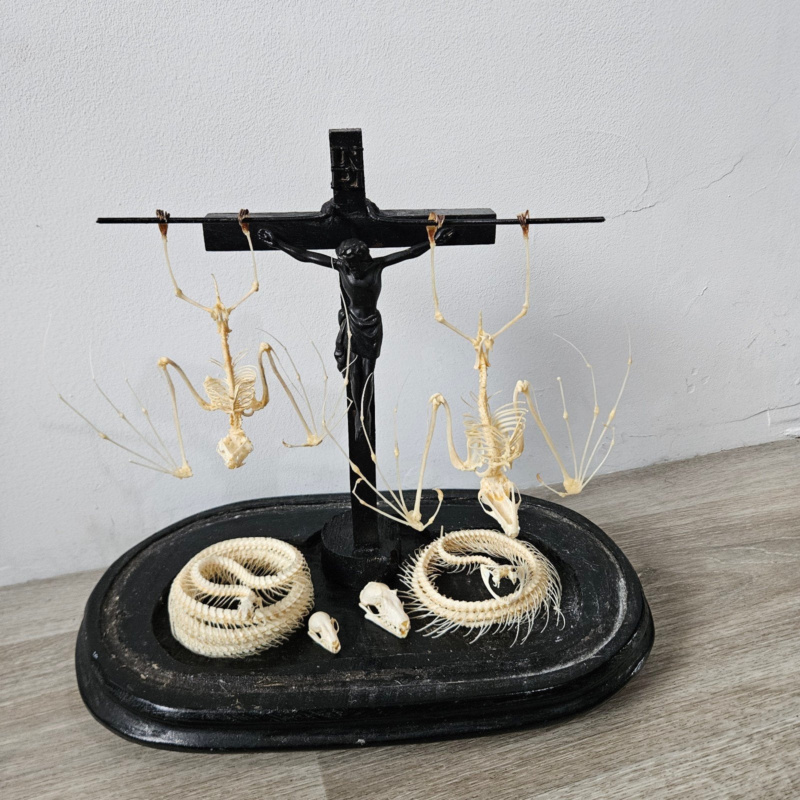 taxidermie taxidermy vleermuis slang opgezet opgezette, Ophalen, Zo goed als nieuw, Opgezet dier