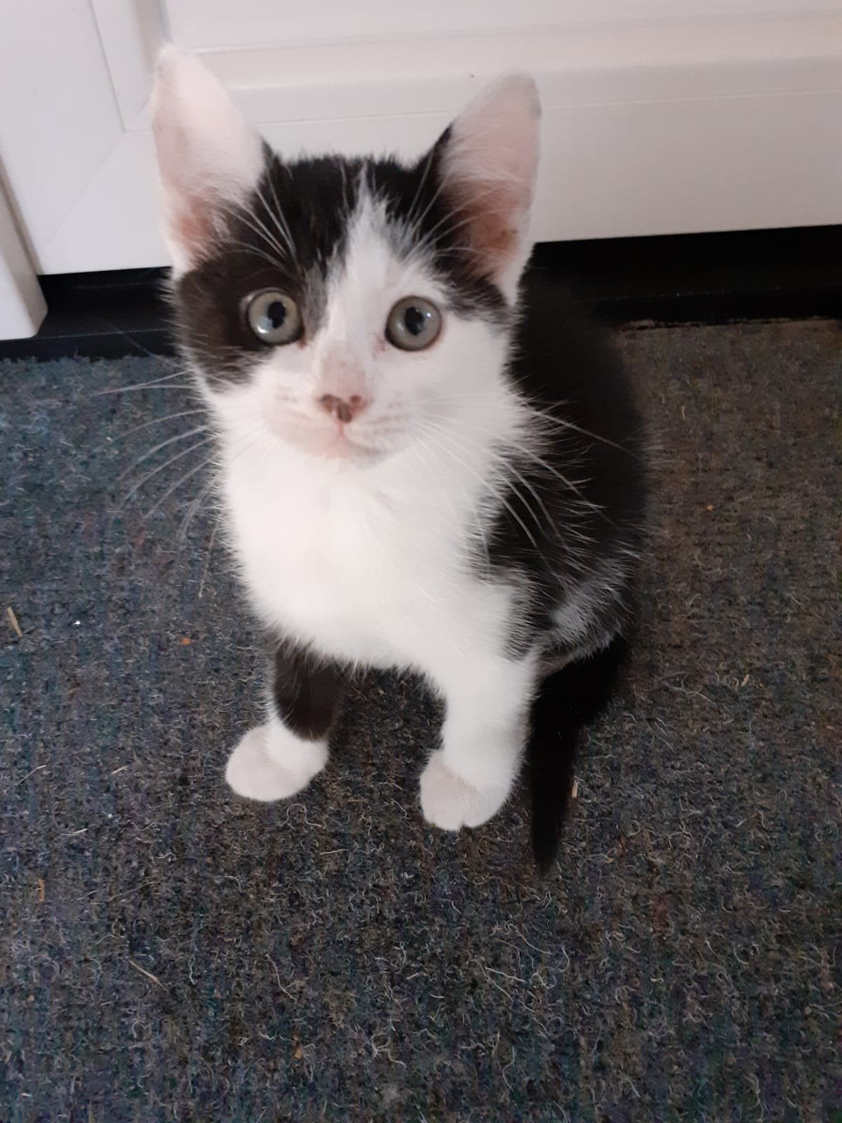 3 Boerderij kittens, Dieren en Toebehoren, Meerdere dieren, Kortharig, 0 tot 2 jaar
