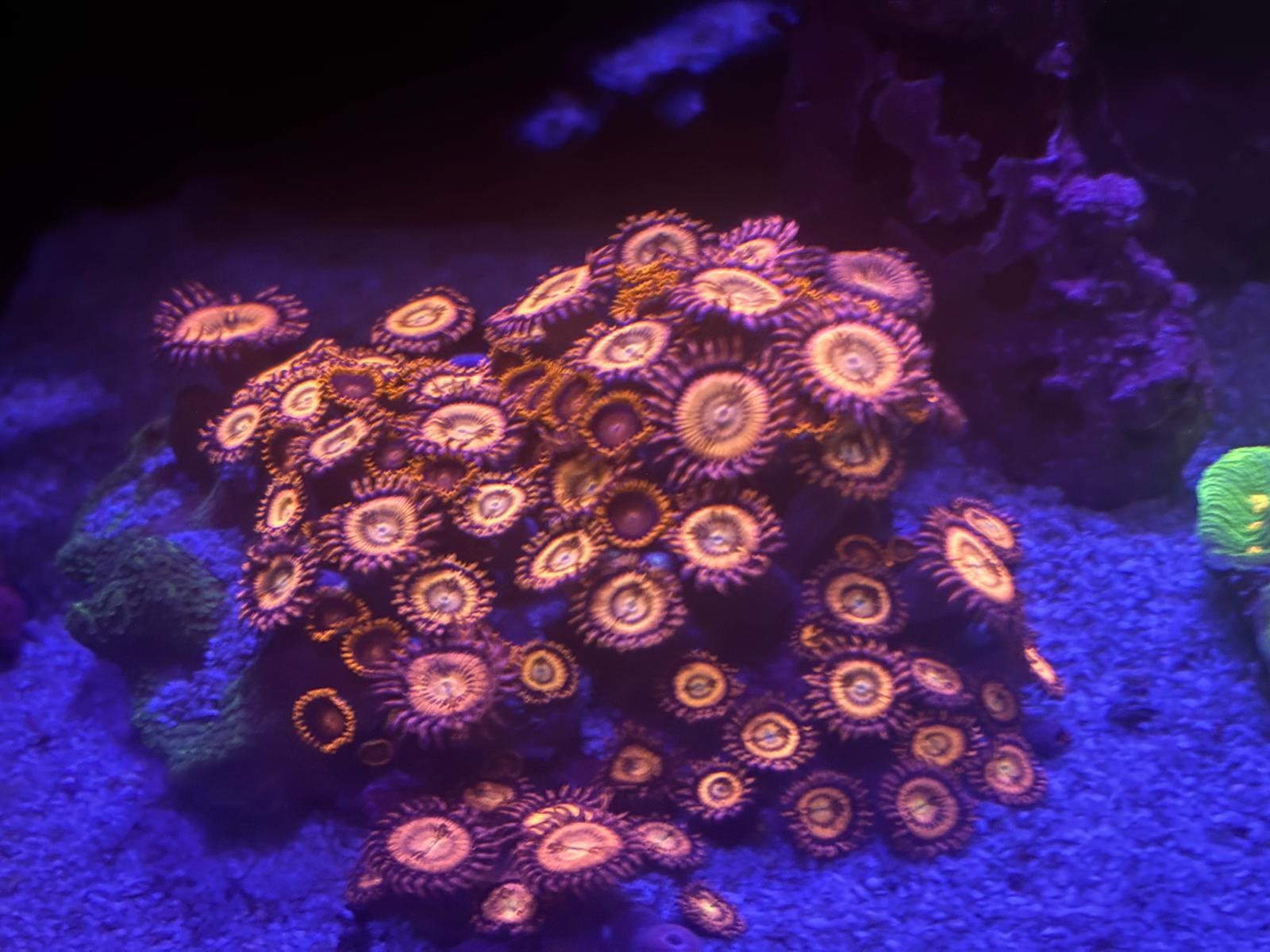 Zoanthus sp.
