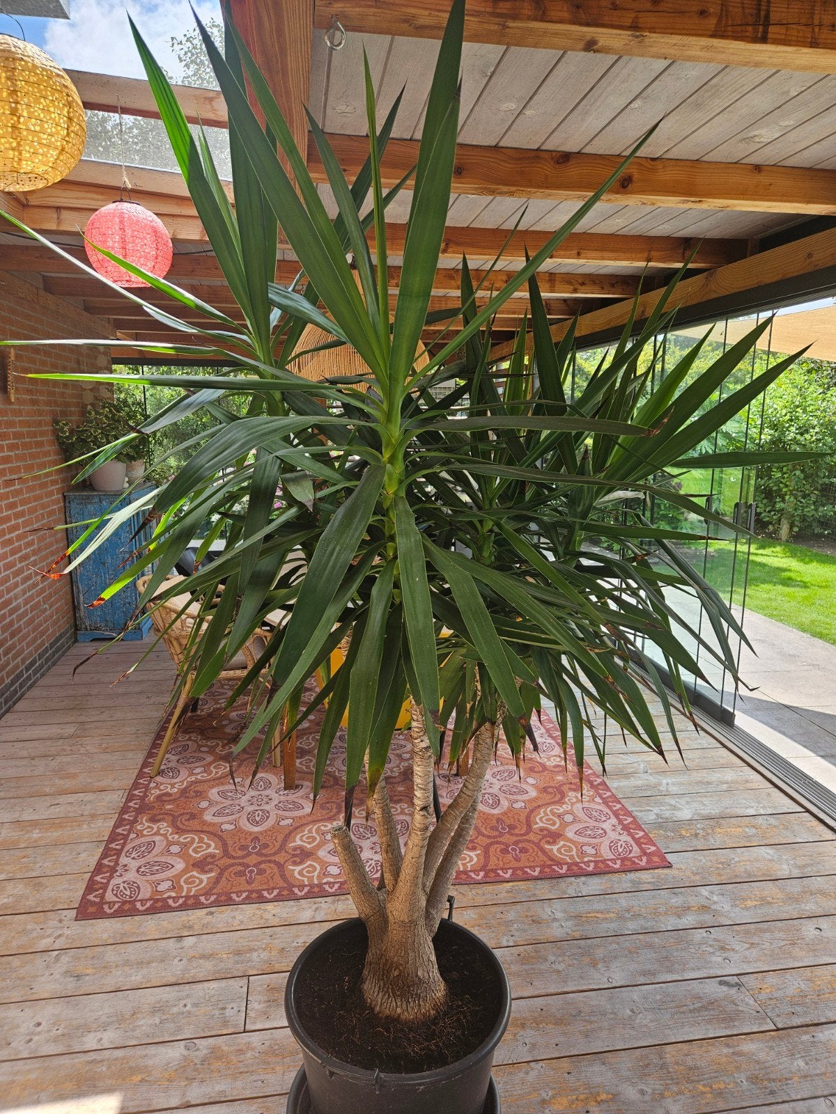 Grote Yucca plant in pot, Huis en Inrichting, Kamerplanten, In pot, Yucca, 150 tot 200 cm, Groene kamerplant