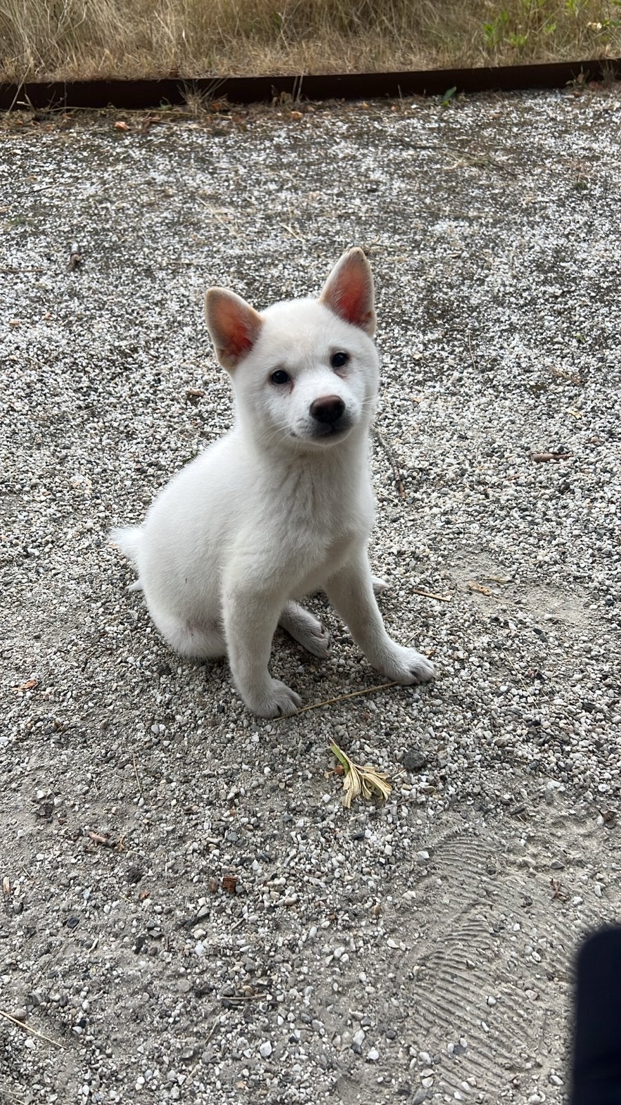Prachtige Shiba Inu pup – Yuki (11 weken), HCC (leverziekte), 8 tot 15 weken, Eén hond, Nederland