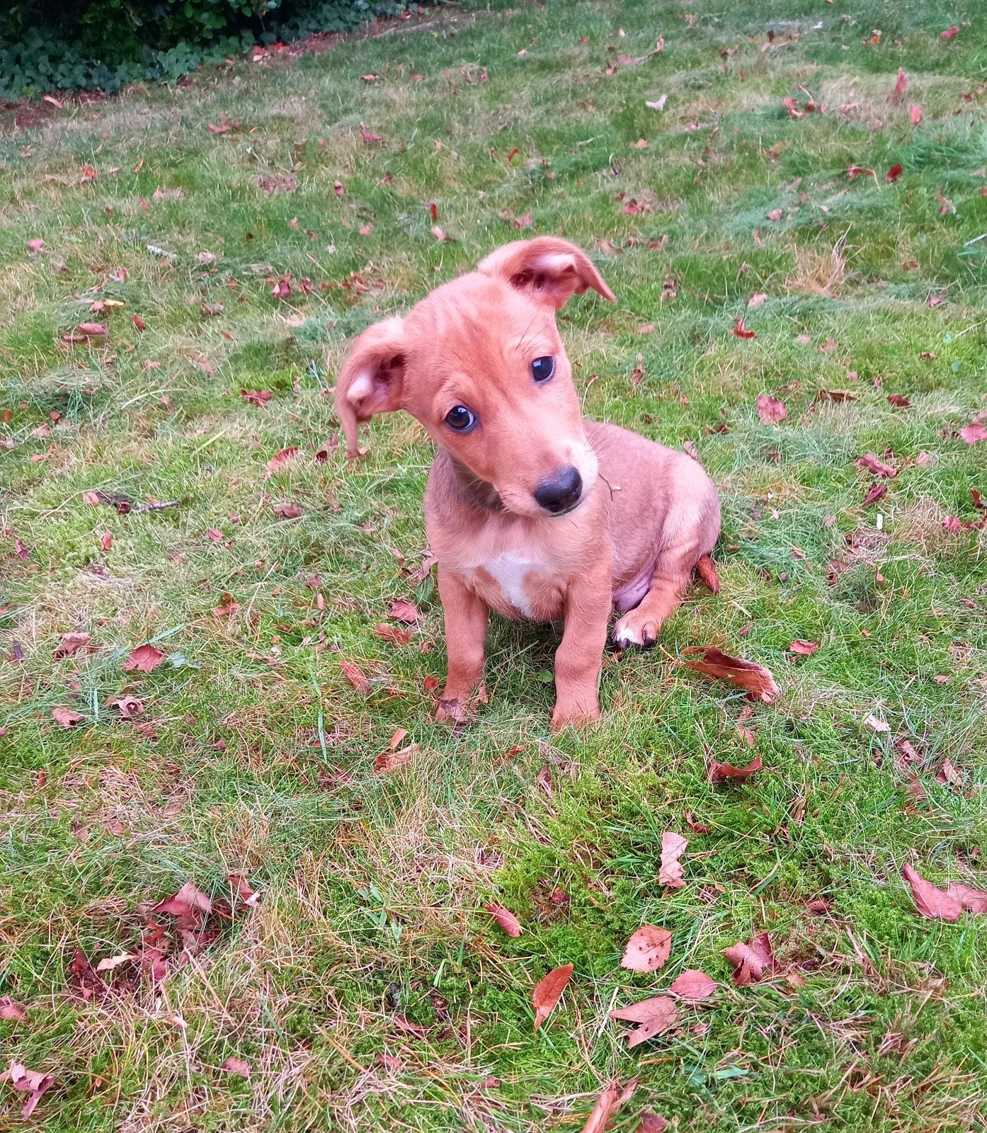Jack Russel pups, Dieren en Toebehoren, Jack Russell Terriër, 8 tot 15 weken, CDV (hondenziekte), Meerdere