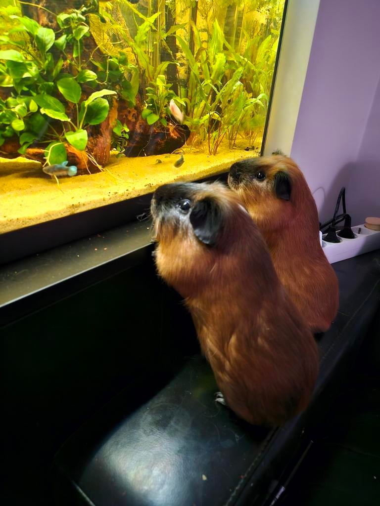 Cavia broertjes koppel, Dieren en Toebehoren, Cavia, Mannelijk, Tam, Oktober