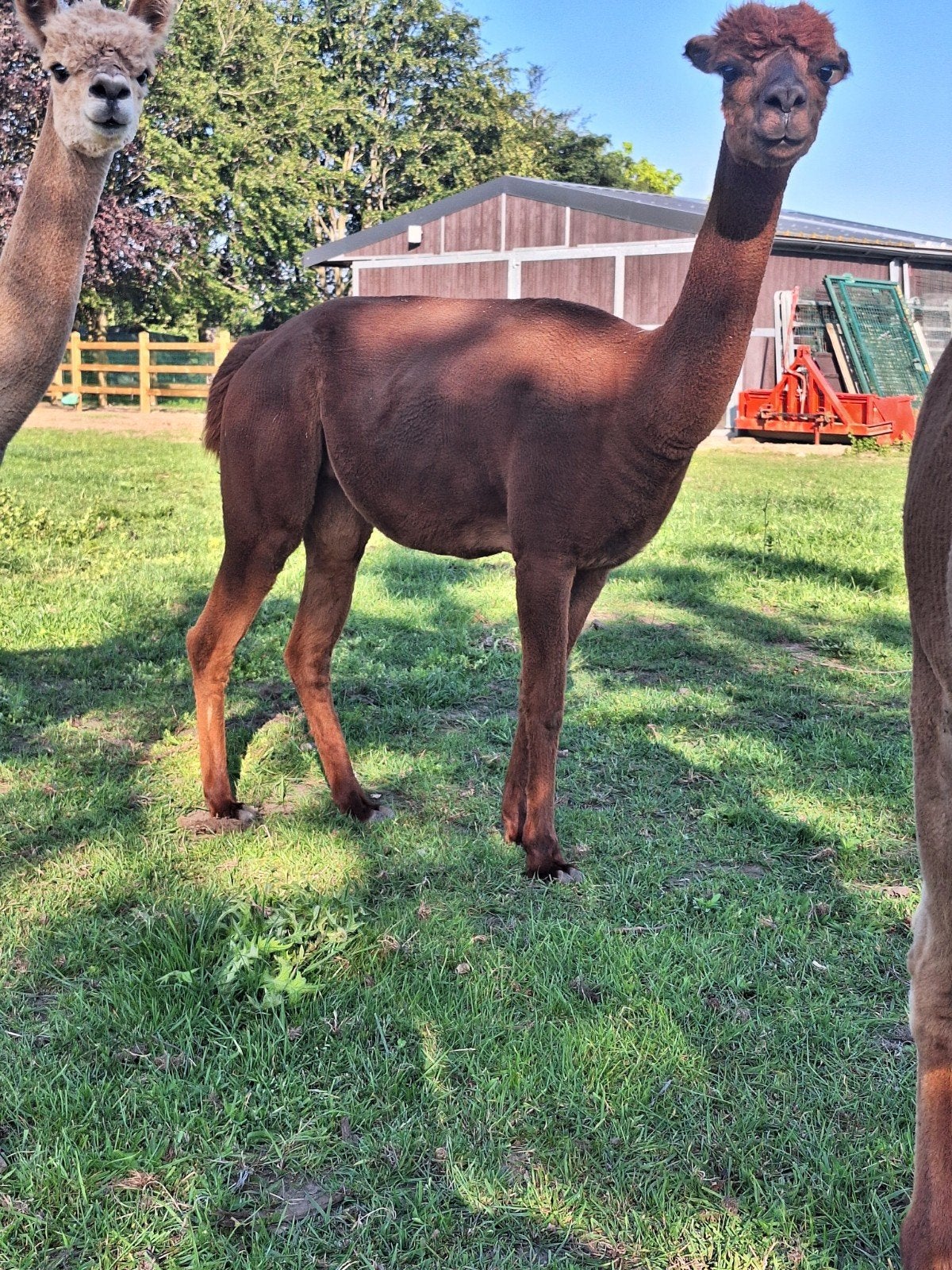 Alpaca merrie, Dieren en Toebehoren, Overige Dieren, April, Vrouwelijk
