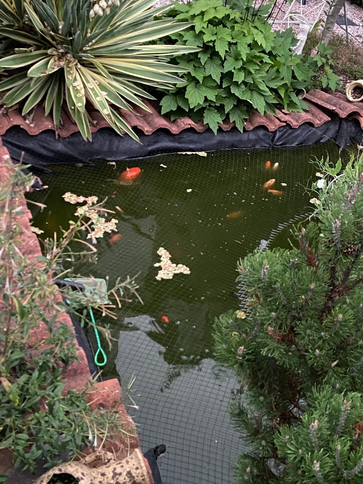 Het aantal vissen (koikarper), Dieren en Toebehoren, Karper of Koi
