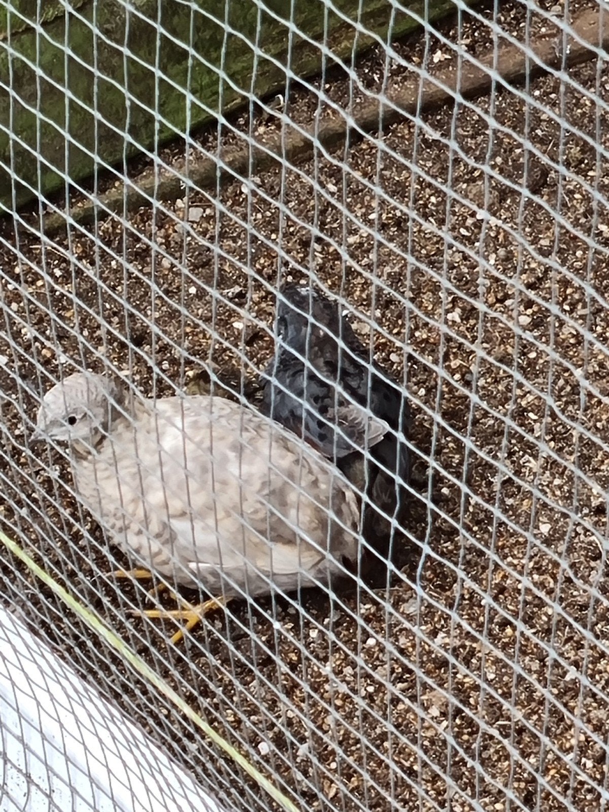 chineese dweg kwartels, Dieren en Toebehoren, Pluimvee, Meerdere dieren, Overige soorten