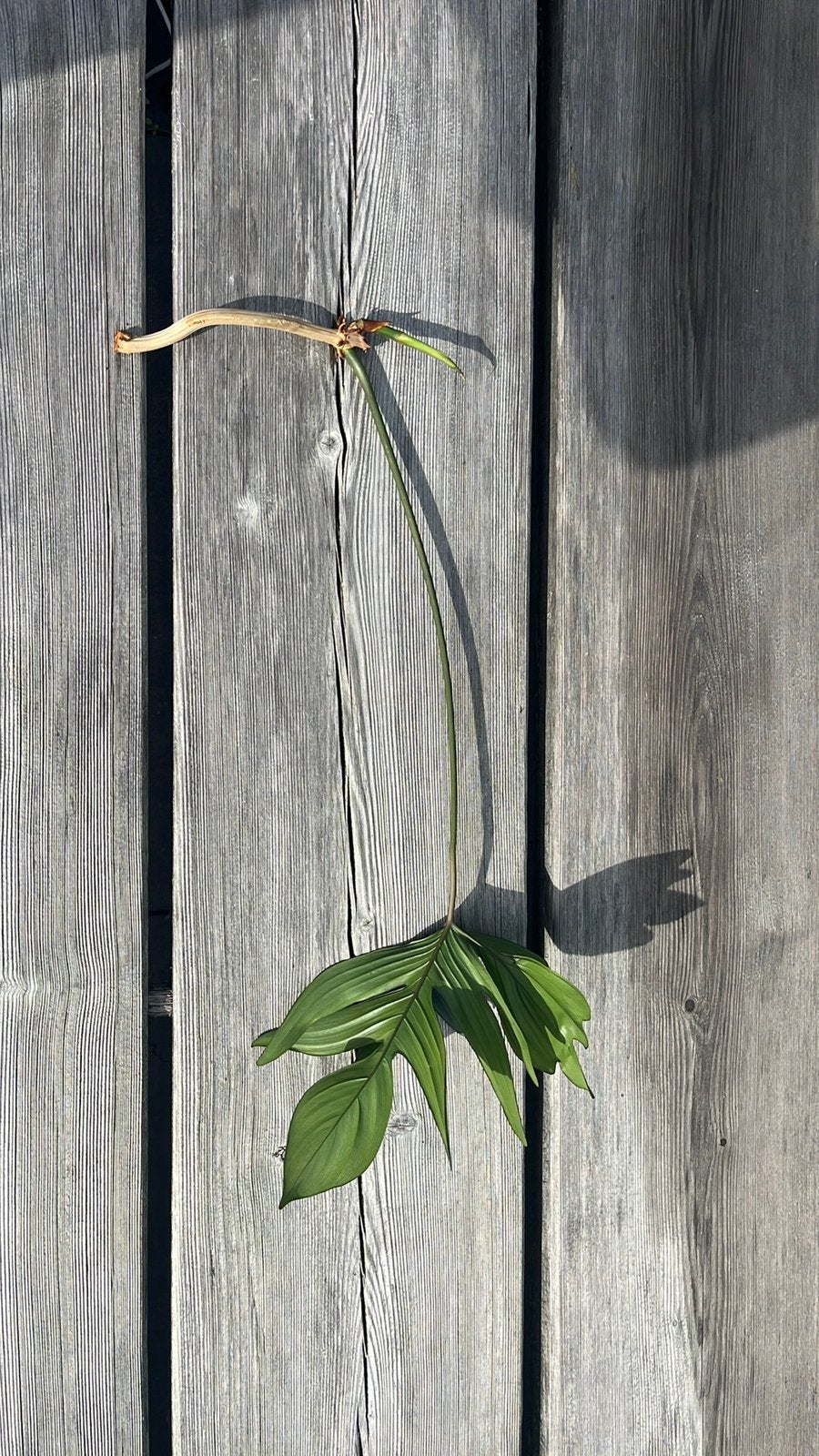 Philodendron “Florida” stekken en planten, Ophalen of Verzenden, Volle zon