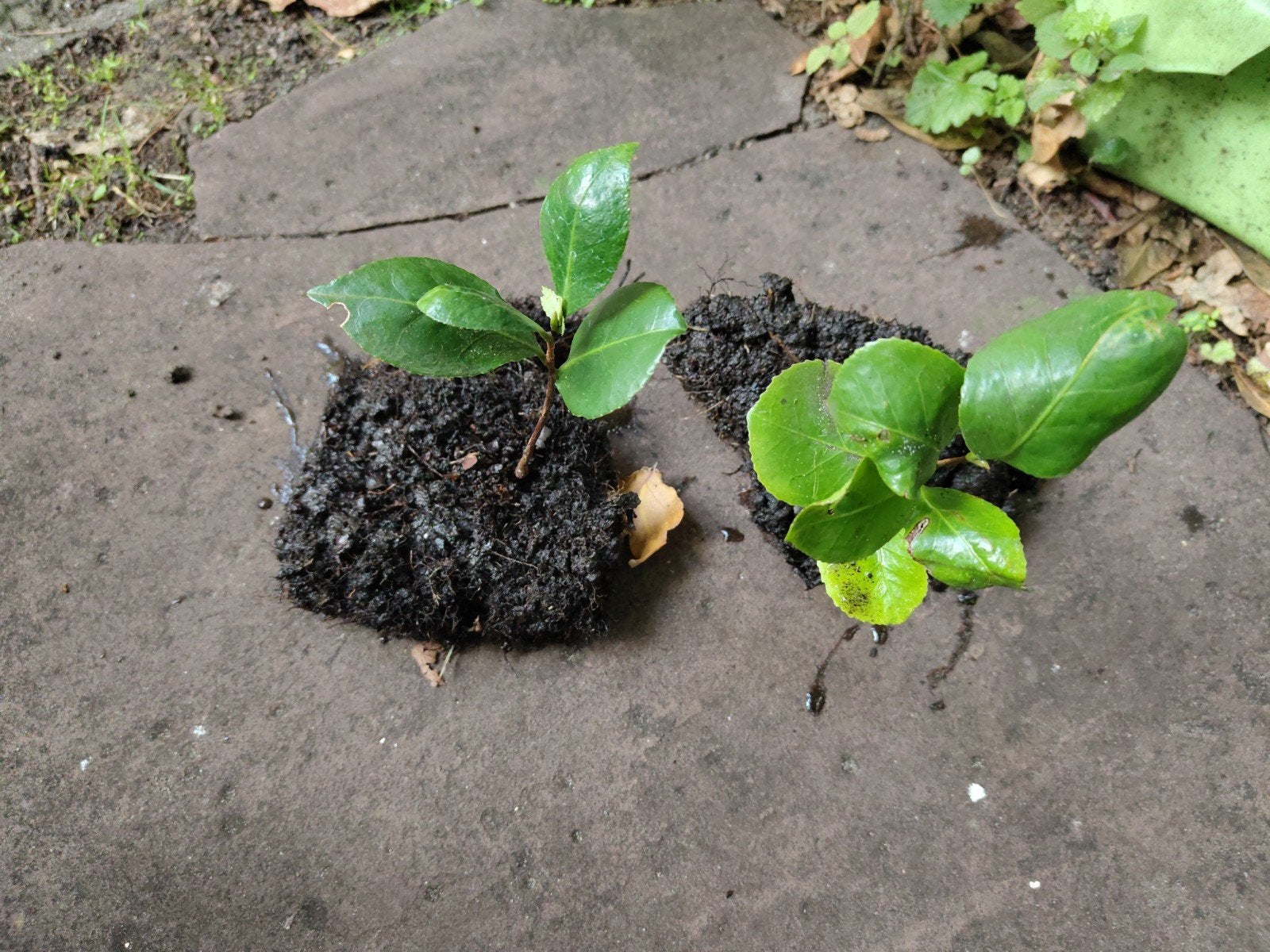 2 jonge Camelia planten (roze), Tuin en Terras, Ophalen, Overige soorten, Halfschaduw