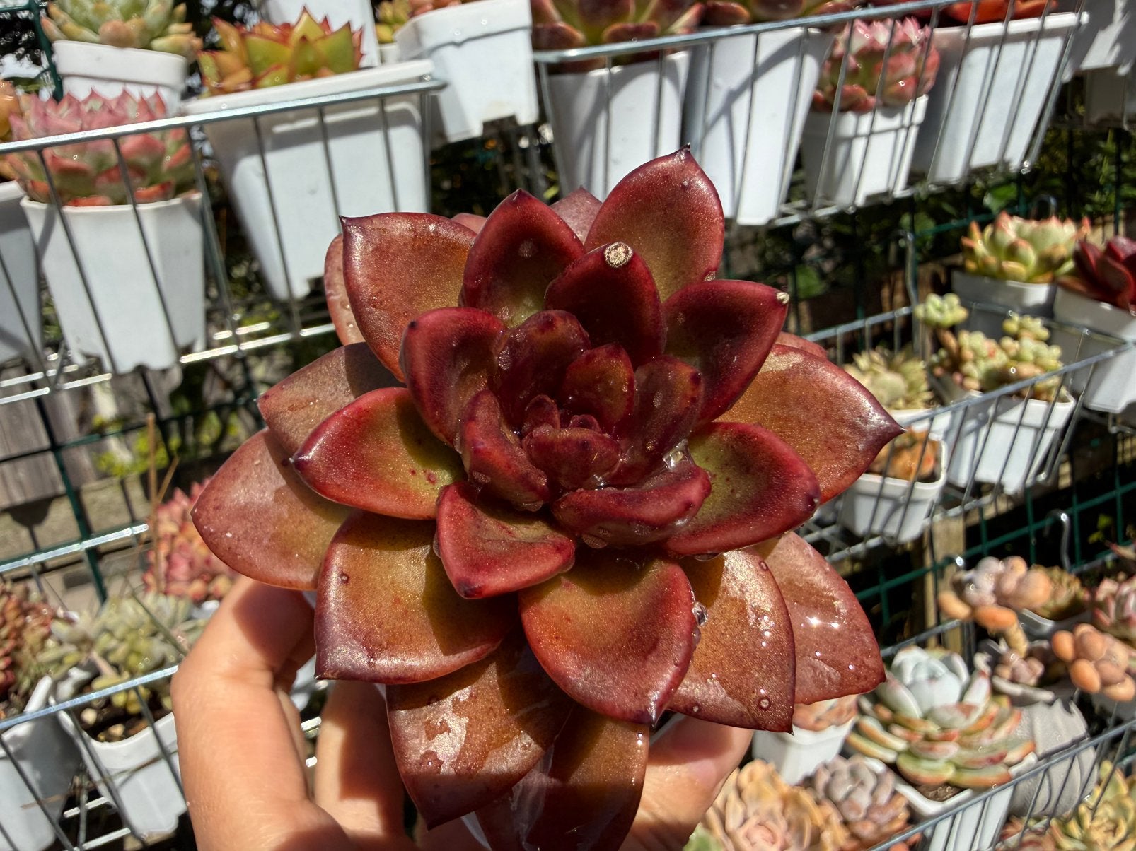 Echeveria ‘Dark Plum Jam’/pot 7cm/vetplant/succulent, Ophalen of Verzenden, Halfschaduw, Minder dan 100 cm