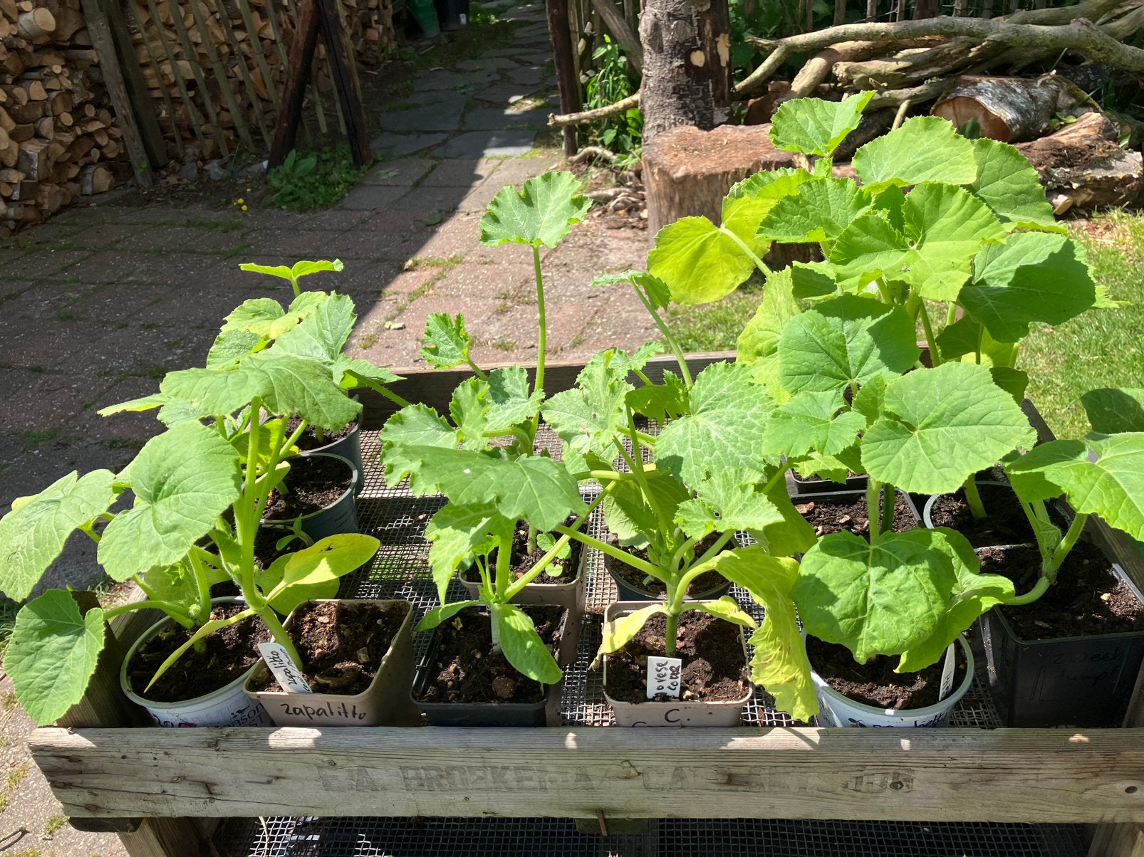 Zapalitto kruising pompoen x courgette BIOLOGISCH, Tuin en Terras, Ophalen, Eenjarig, Groenteplanten, Volle zon