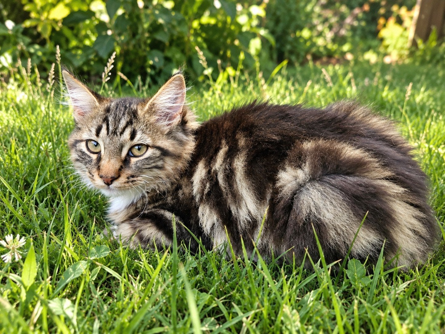 100% Maine Coon., Poes, Gechipt, 0 tot 2 jaar