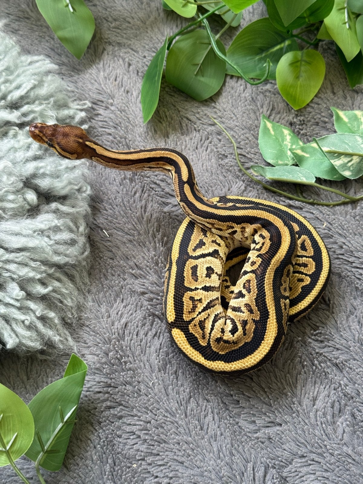 Ball Python 0.1 Cypress Bongo het Clown 2025 Ball Python - female for sale from Qmi