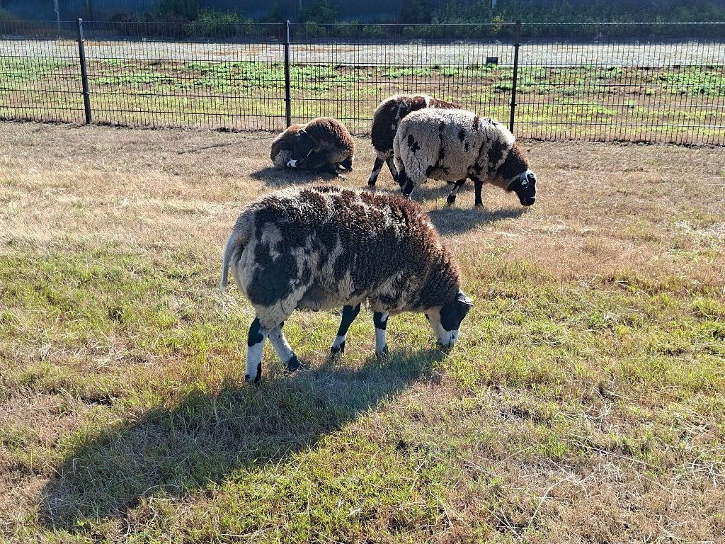 Te Koop bonte dekrammen, Dieren en Toebehoren, Mannelijk, Schaap, 0 tot 2 jaar
