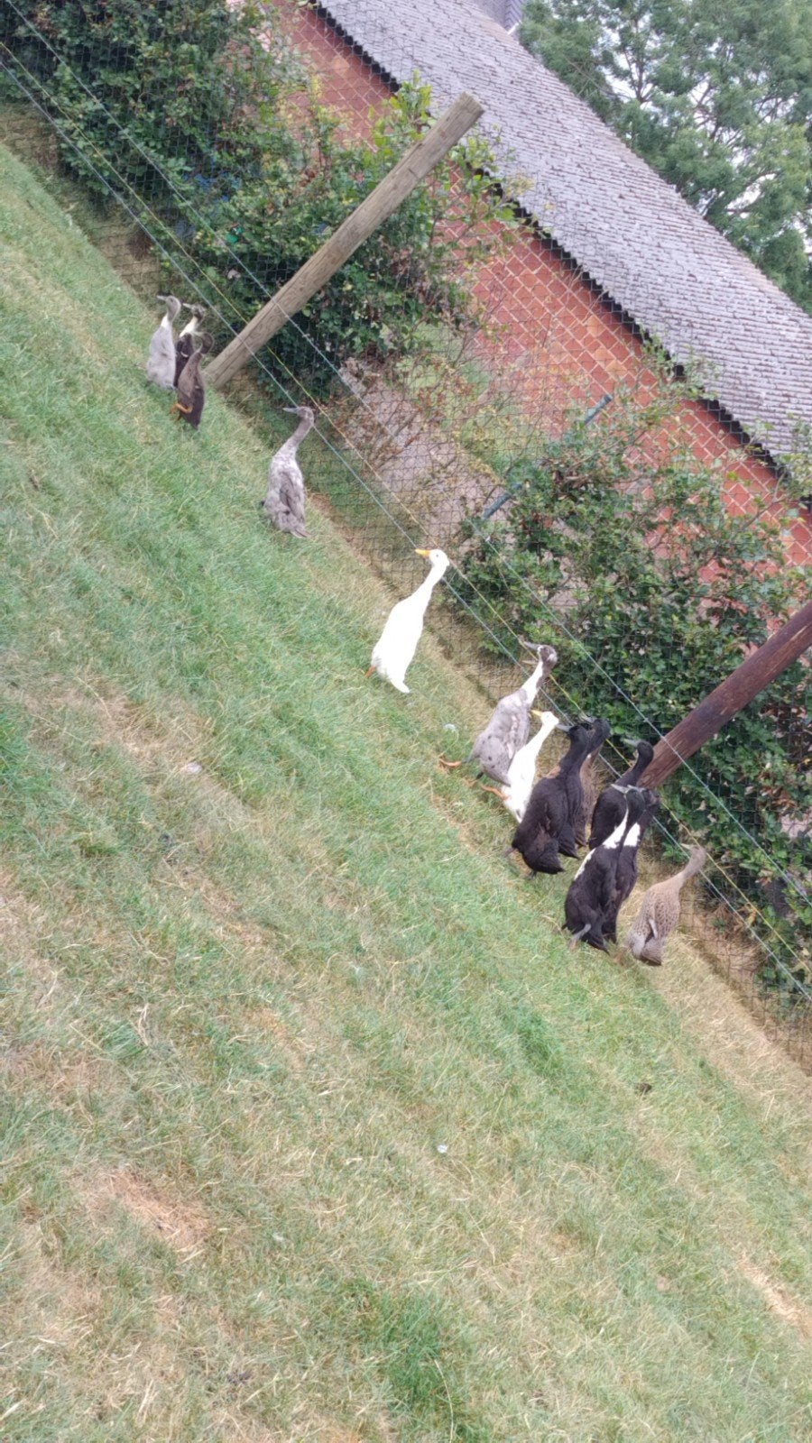 Loopeendjes broedeieren, Dieren en Toebehoren, Geslacht onbekend, Kip