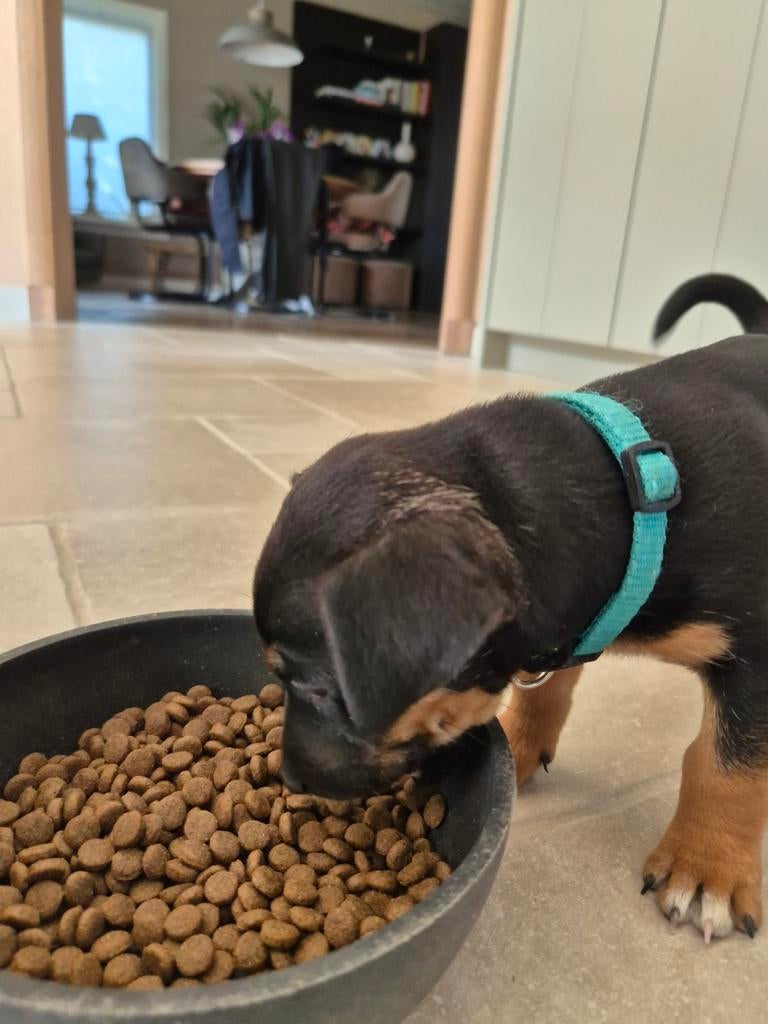 Jack Russel Black and Tan, 8 tot 15 weken, Eén hond, Nederland, Fokker | Hobbymatig