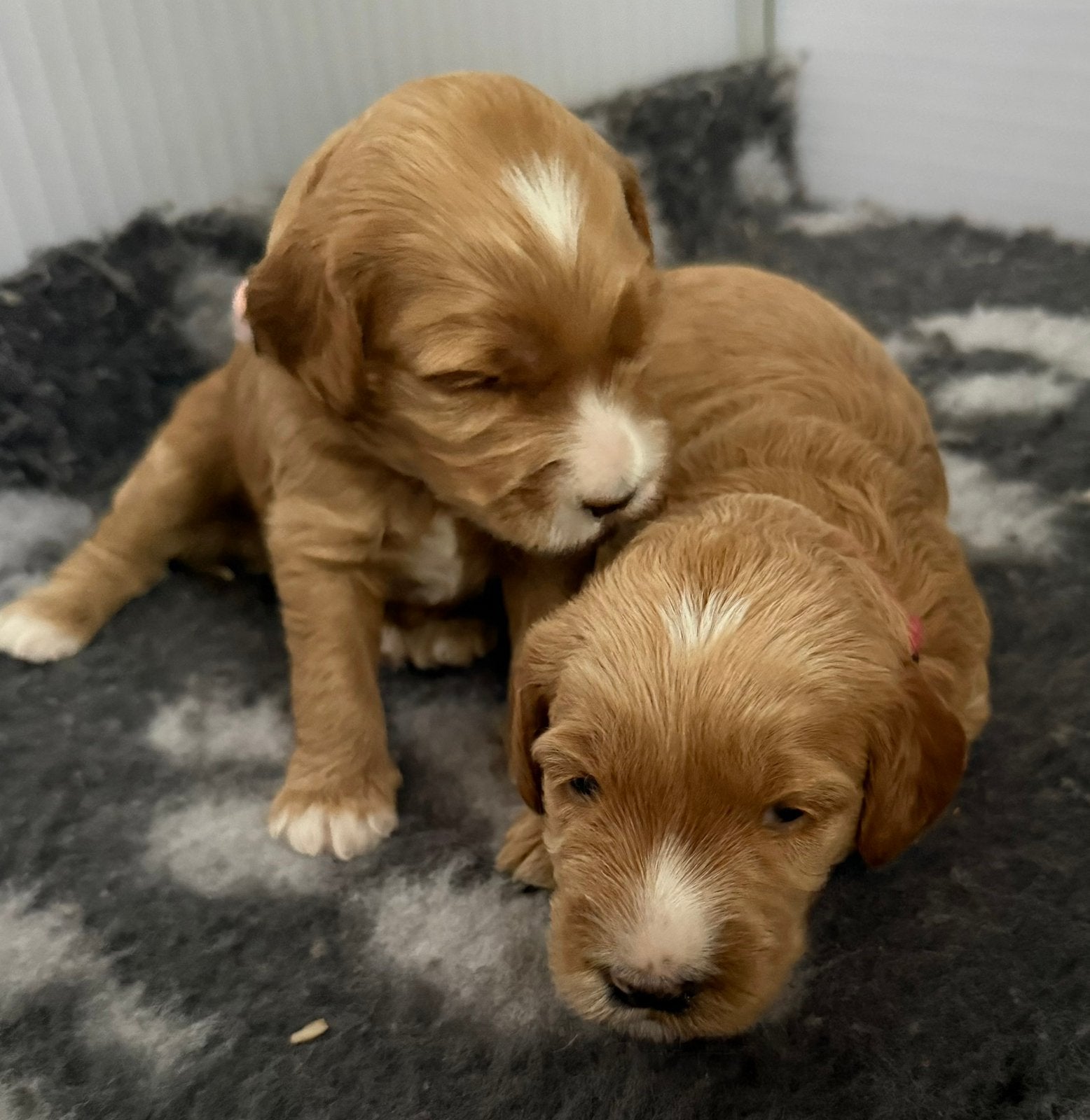 Australian Labradoodle gastgezin gezocht!, Parvo, 8 tot 15 weken, Meerdere, Nederland