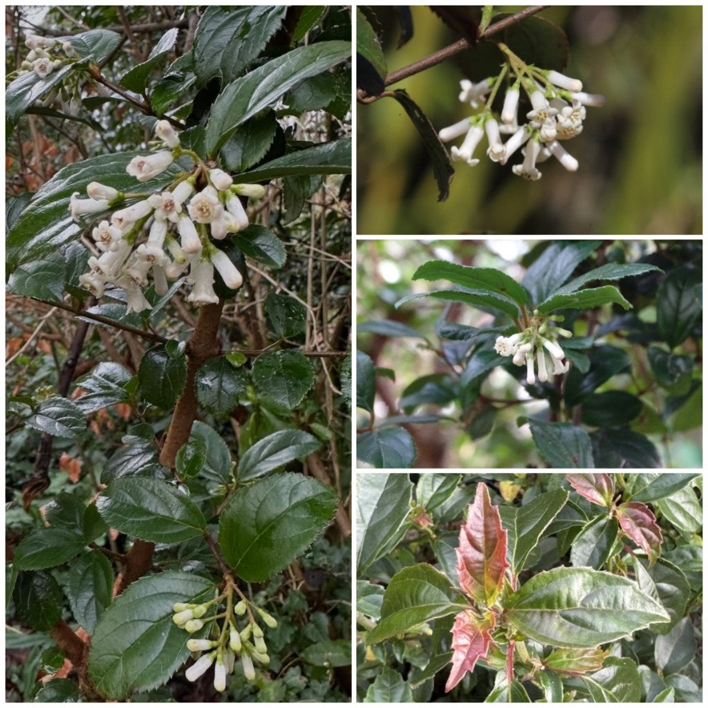 Viburnum taitoense, Ophalen, Winter, Overige soorten, Halfschaduw