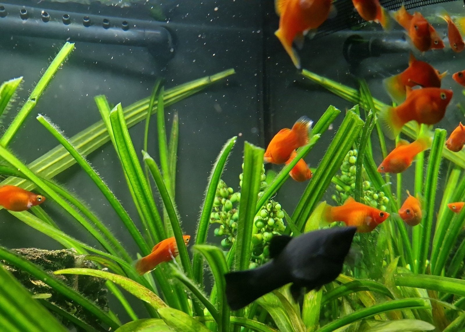 5 jonge platy's vrouw Platy, Dieren en Toebehoren, Vis, Zoetwatervis, Schoolvis