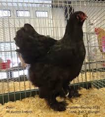 Gezocht brahma hennen in bepaalde kleurslagen, Dieren en Toebehoren, Pluimvee, Vrouwelijk, Kip