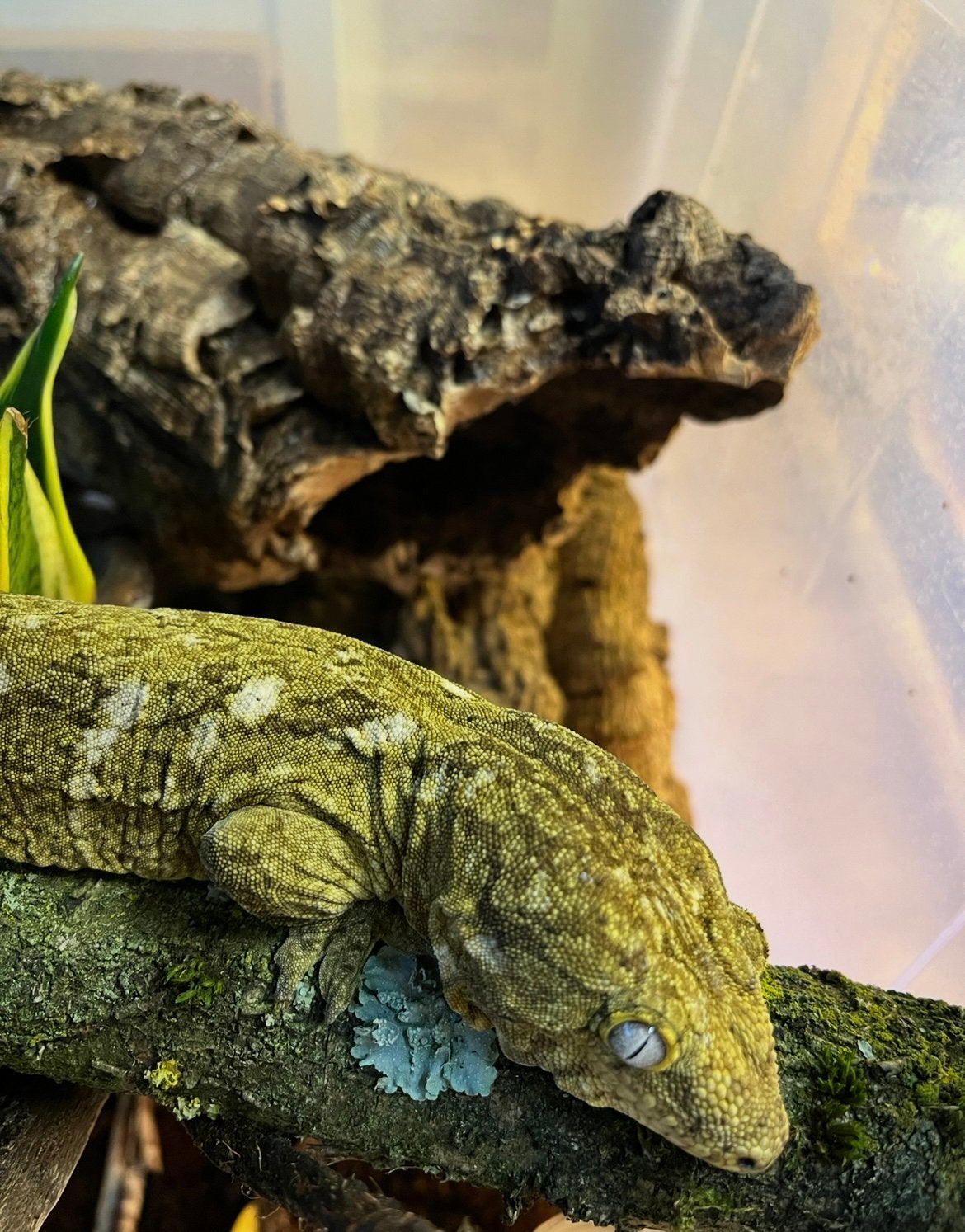 Leachianus man, Grande Terre, Dieren en Toebehoren, Hagedis, 0 tot 2 jaar