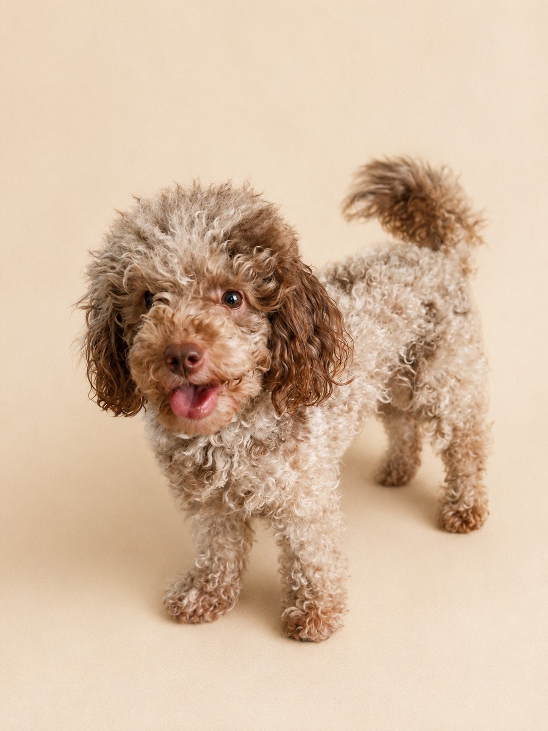 ️ ⭐️ CHOCO MERLE - Toy / Dwerg poedel teefje - stamboom ️⭐️, Poedel, Parvo, 1 tot 2 jaar, Teef