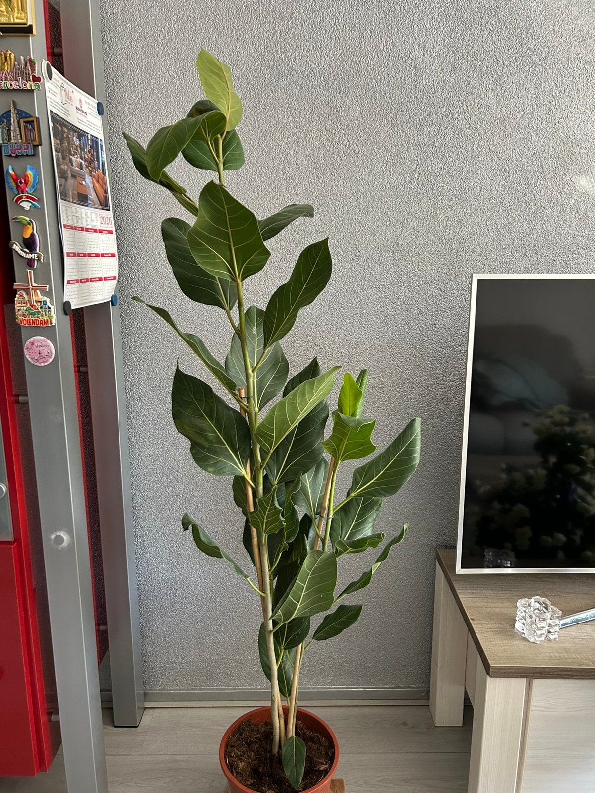 Ficus kamerplant, Huis en Inrichting, Kamerplanten, Ophalen, Ficus, Halfschaduw, 150 tot 200 cm