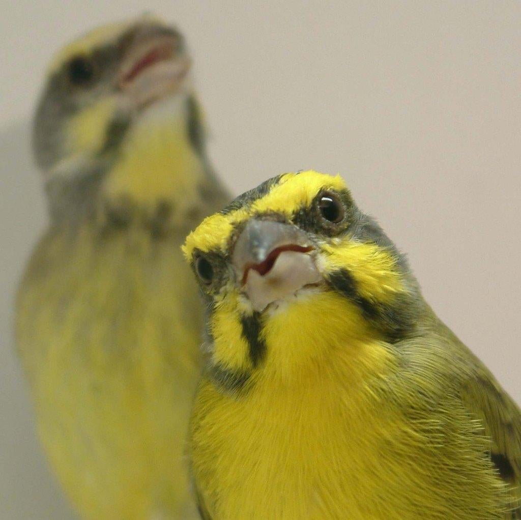 Tropische vogels huisvesten met Avicultuur-LED verlichting, Meerdere dieren, Tropenvogel