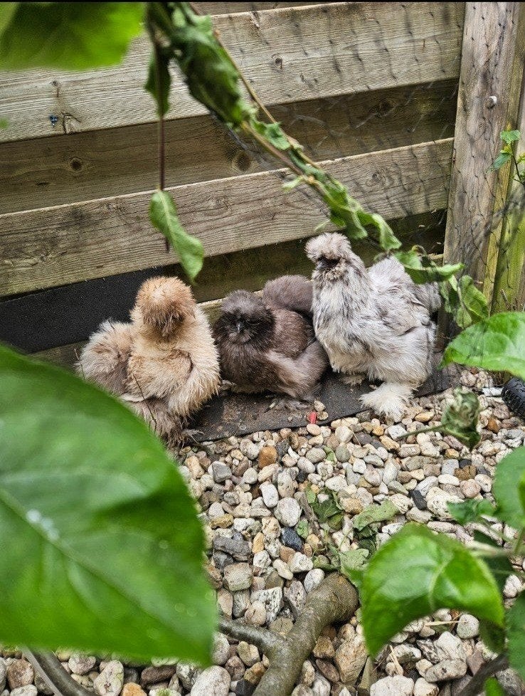 Gratis tamme Usa zijdehoenders hennen, Dieren en Toebehoren, Vrouwelijk, Kip