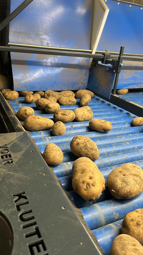 Aardappels, bintjes/bilstar/agrias, 33 - 40 uur, Overige niveaus, Starter, Overige vormen
