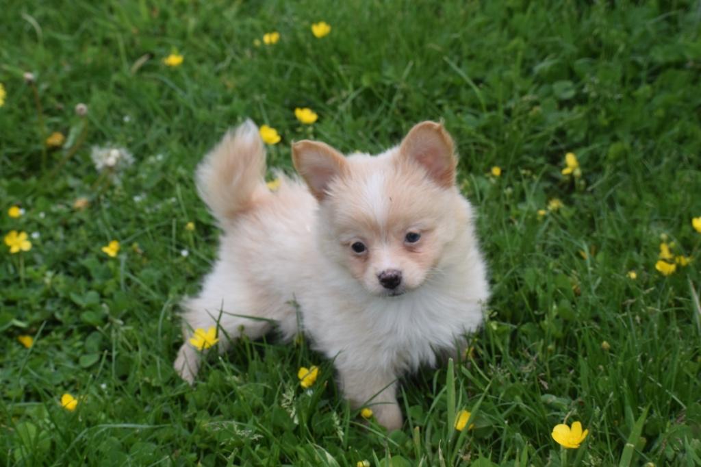 Pomchi pups Chihuahua mix Pomeriaan, 15 weken tot 1 jaar, Buitenland, Parvo, Meerdere