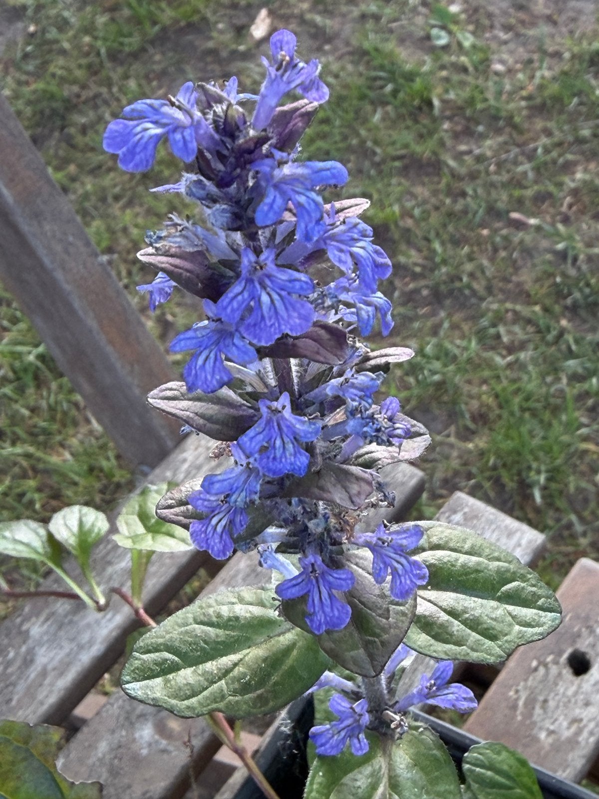 Ajuga reptans (Kruipend zenegroen) - Bodembedekker, Ophalen, Bodembedekkers, Vaste plant, Halfschaduw