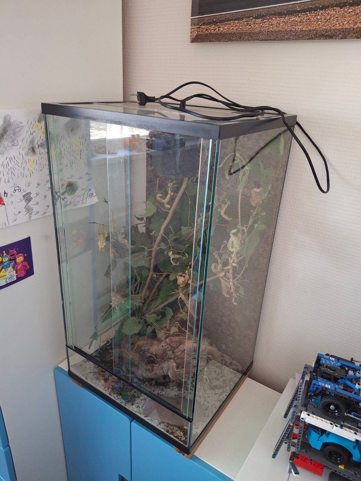 Terrarium met Australische flappentakken, Dieren en Toebehoren, Ophalen, Gebruikt, Terrarium of Paludarium